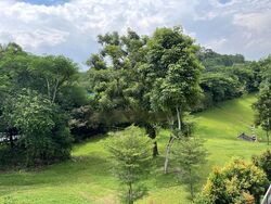 Bukit Way (D21), Detached #454861171